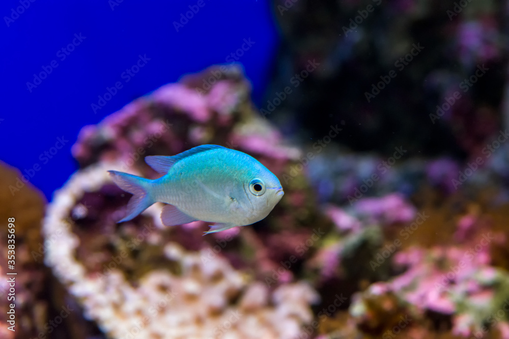 Colorful fish in Osaka Aquarium Kaiyukan in Osaka Japan Colorful fish in Osaka Aquarium Kaiyukan in Osaka Japan