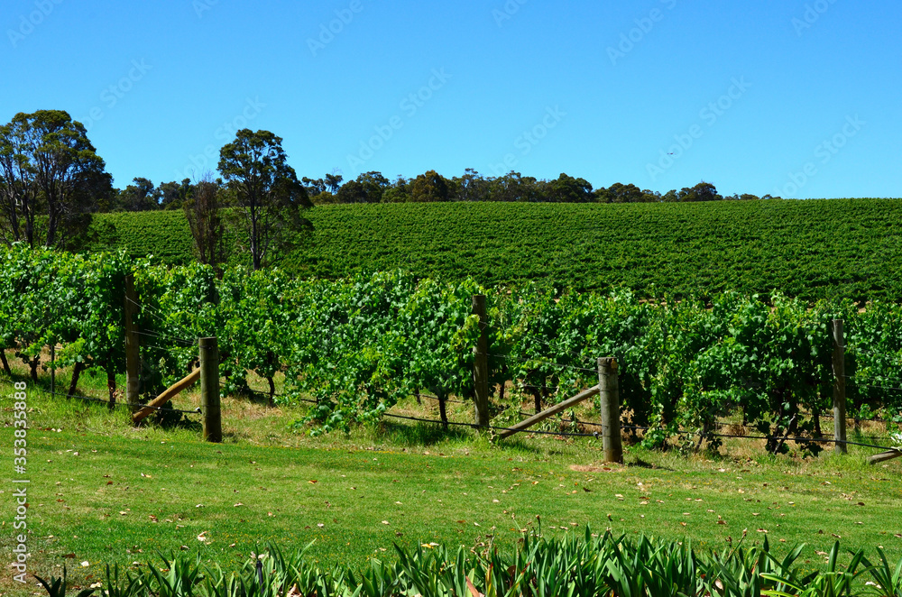 Obraz premium Australian vineyards