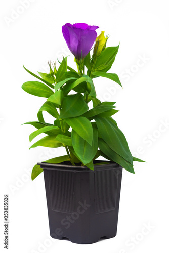 Potted eustoma flower in a pot on a white background. Isolated.