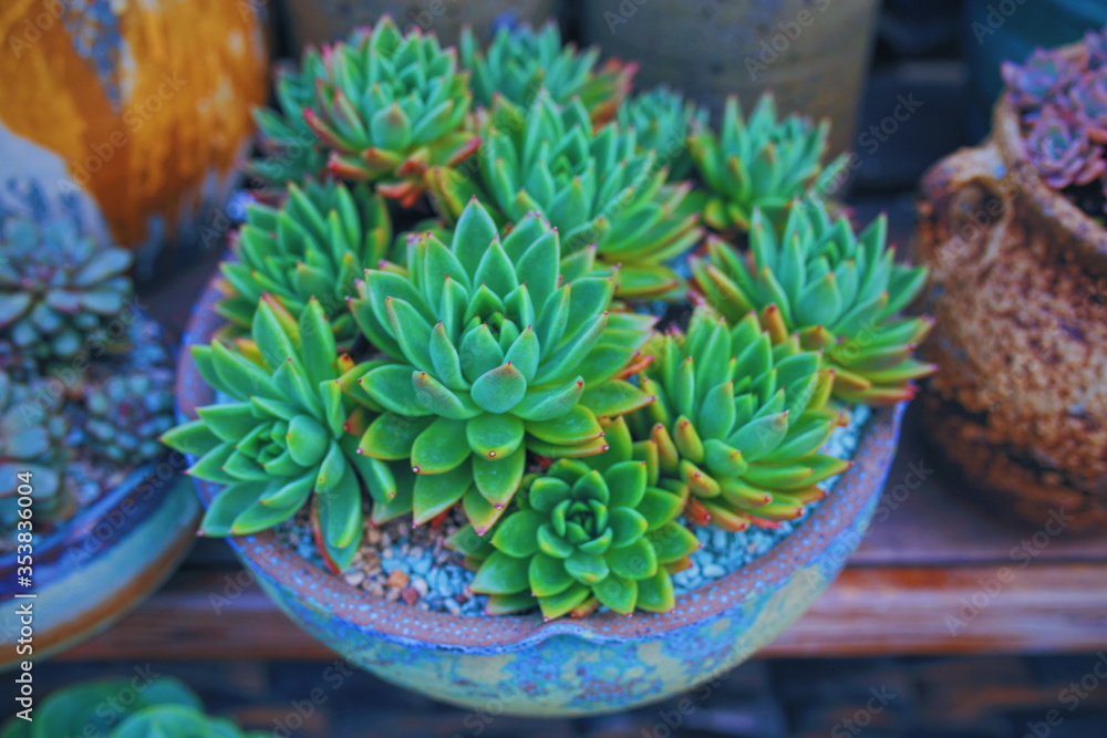 Colorful succulents grow in beautiful, artistic POTS. Colorful succulents grow in beautiful, artistic POTS.