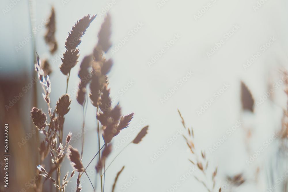 Plants with rim light during the sunset. Plants with rim light during the sunset.