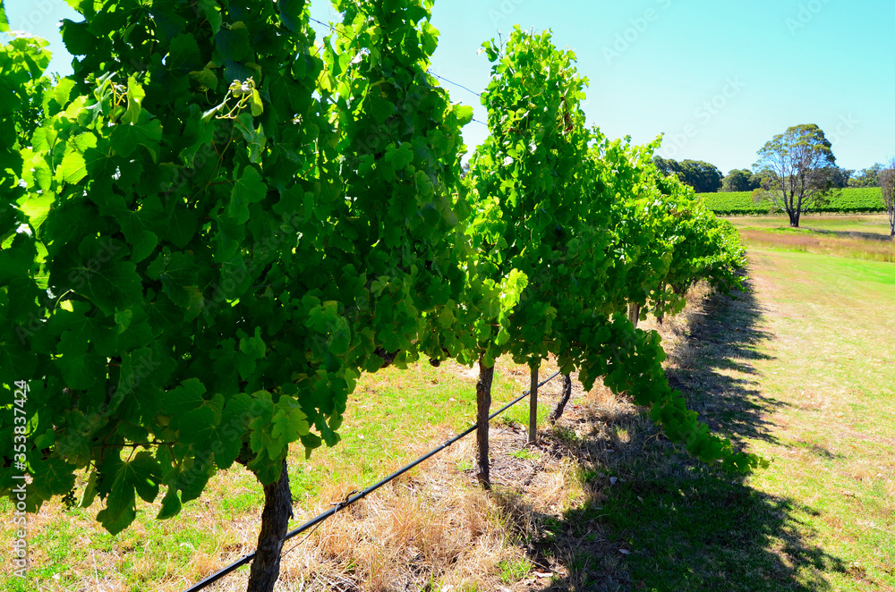 Naklejka premium Australian vineyards