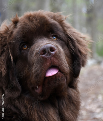 Sweet Faced Newfoundland Puppy Dog Looking Up photo