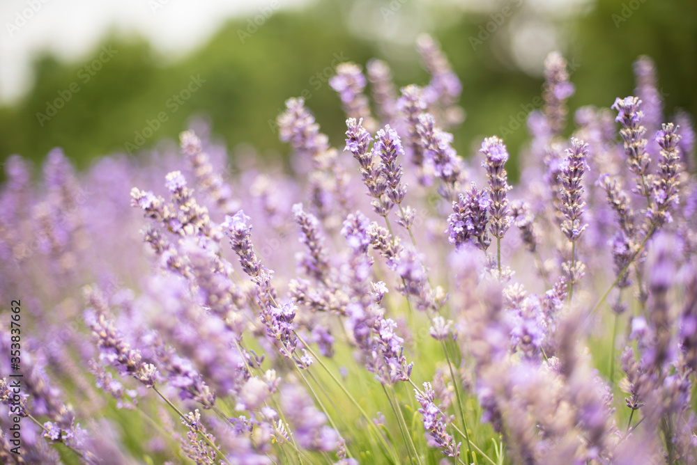 Fototapeta premium lavender flowers in green field