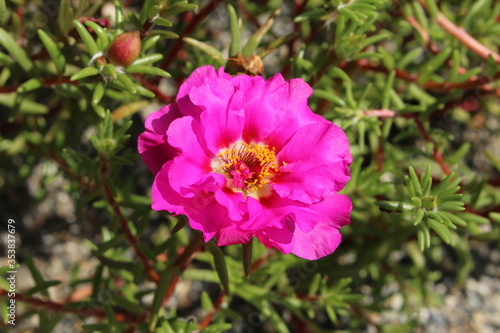 Pink  Mexican Rose   or Rock Rose  Sun Rose  Moss Rose  Moss-Rose Purslane  Eleven Oclock  in Innsbruck  Austria. Its scientific name is Portulaca Grandiflora  native to south America and Europe.