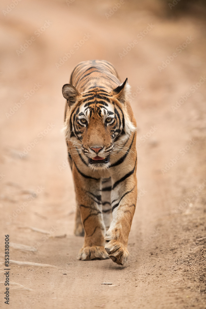 Fototapeta premium Tiger walking on the road of Ranthambore National Park