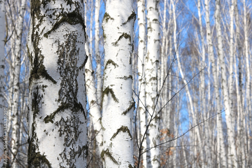 Fototapeta premium Young birches with black and white birch bark in spring in birch grove against background of other birches