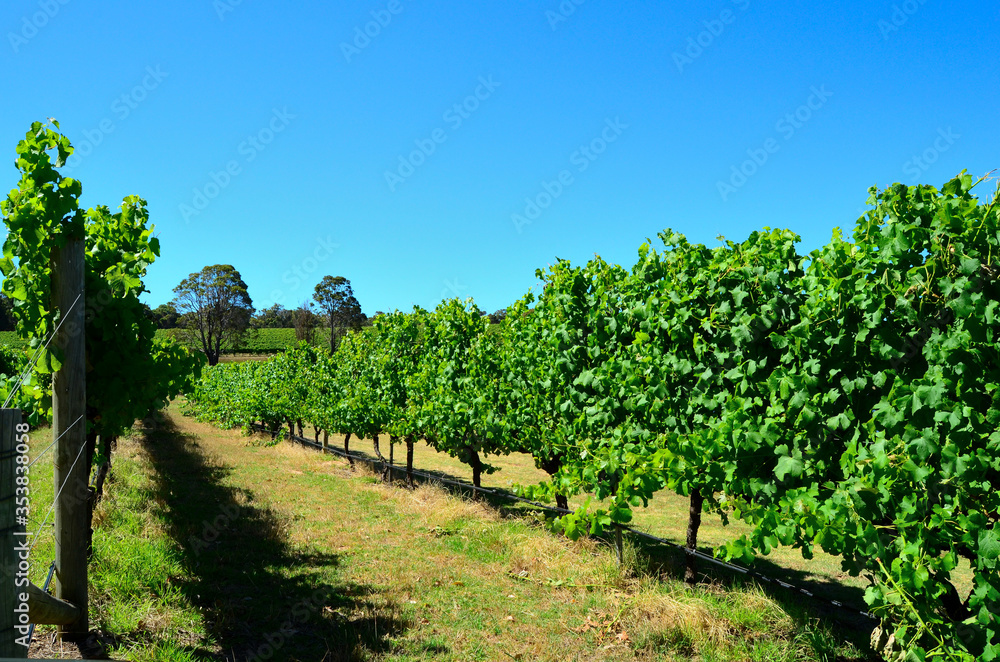 Australian vineyards
