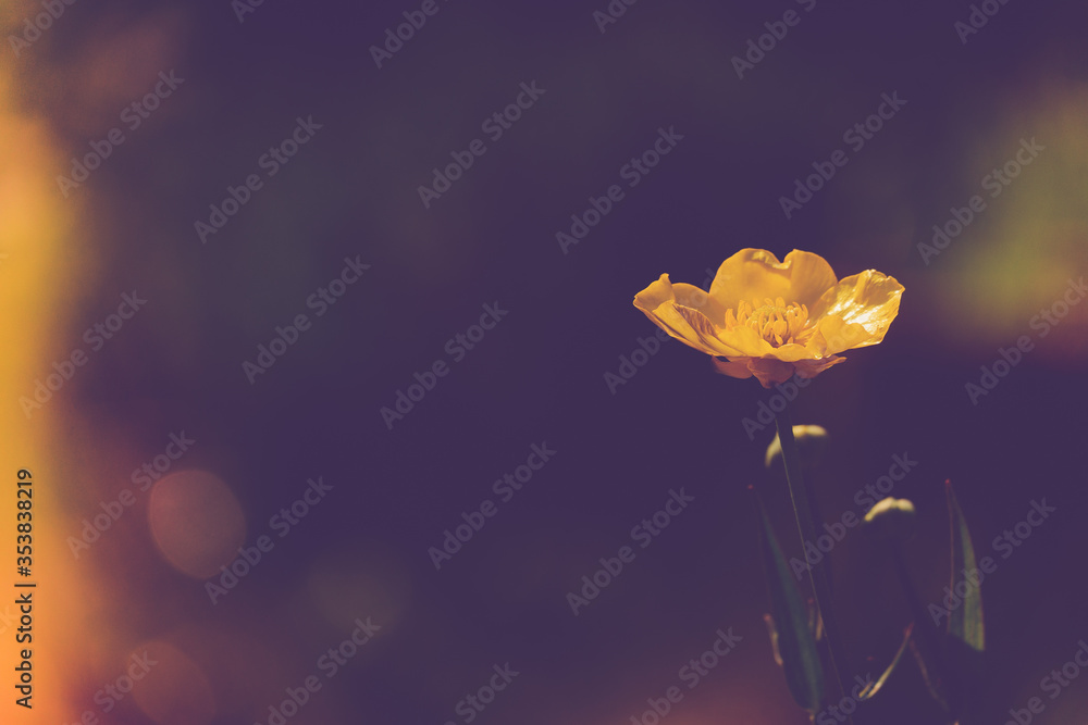 Obraz premium Close up of a Common Buttercup flower