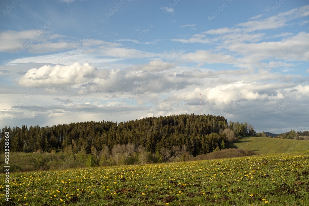 Obraz premium meadow with flowers
