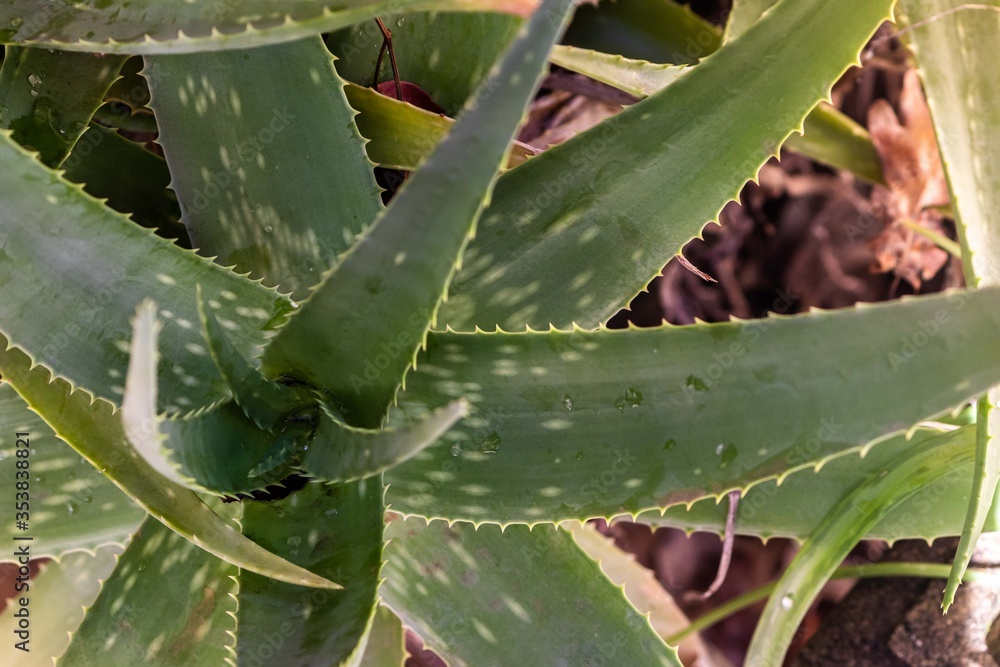 aloe vera. aloe plant. changes of aloe aloe vera. aloe plant. changes of aloe