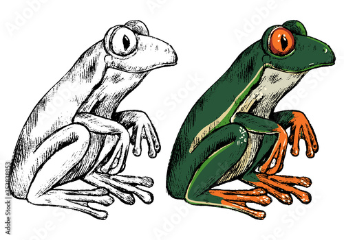 Hand drawn vector illustration of Red-eyed tree frog. Set of contour and color drawing isolated on white. Realistic cute reptile, animal sketch. Elements for design poster, print, postcard, t-shirt.