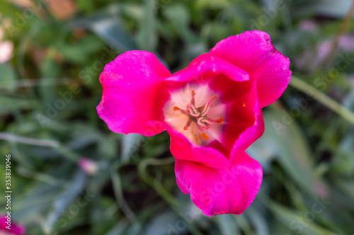 pink Tulip top view selective focus