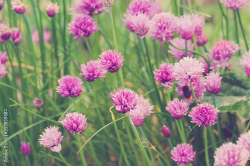 group of Chive Purple flowers in a garden
