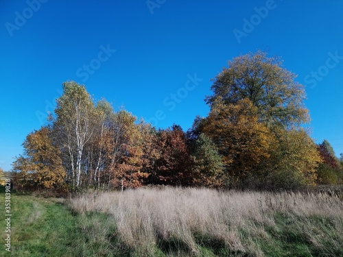 Fototapeta Naklejka Na Ścianę i Meble -  Krajobraz,drzewa,jesień,charakter,bory.