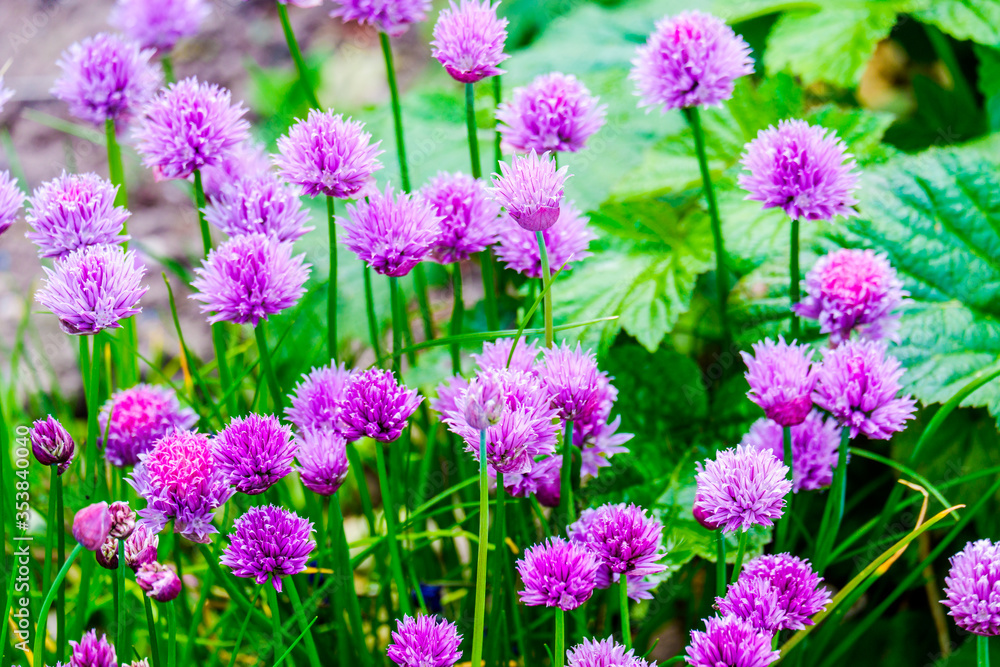 Fototapeta premium group of Chive Purple flowers in a garden