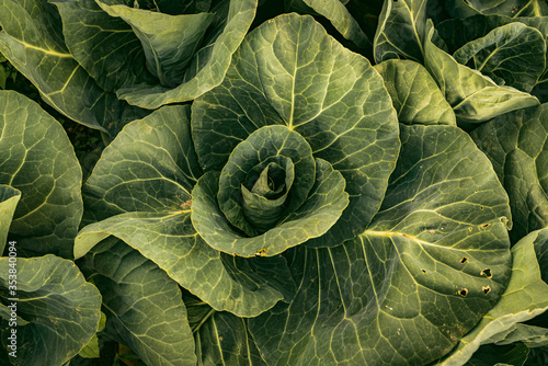 Cabbage head in row detailed closeup in a sunset light. Agriculture field in rural area.