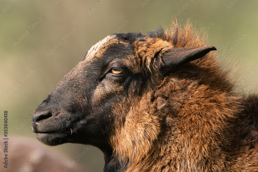 Fototapeta premium Schaaf