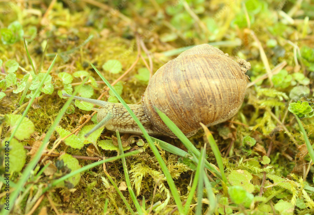 Large white mollusk snails with light brown striped shell, crawling on moss. Snail gliding on the wet grass texture. Helix pomatia, Burgundy snail, Roman snail, edible snail, escargot. Large white mollusk snails with light brown striped shell, crawling on moss. Snail gliding on the wet grass texture. Helix pomatia, Burgundy snail, Roman snail, edible snail, escargot.