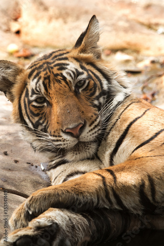 Noor Tiger cub