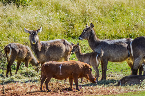 Family of waterbuck or water buck antelopes in a South African nature reserve