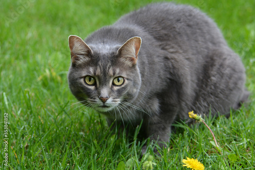 Gray cat sits on green grass