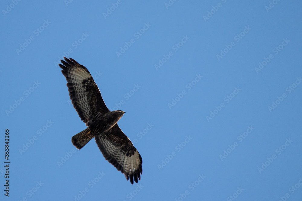 Fototapeta premium Buse variable