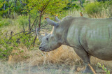 Lone male bull White Rhinoceros in Kruger national park