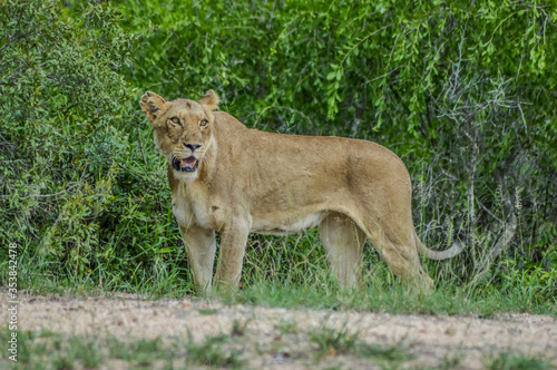 Portrait of an African lioness in bush stalking during a safari experience in Kruger national park