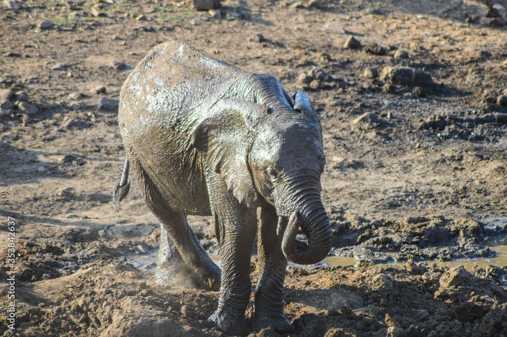 Fototapeta premium A cute and adorable African baby elephant playing in mud in Kruger national park