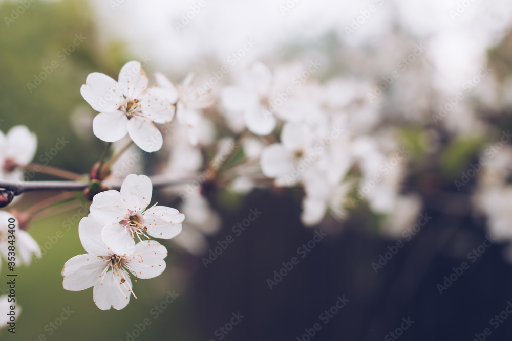 Obraz premium Cherry blossom in soft focus with bokeh effect. Natural spring season background
