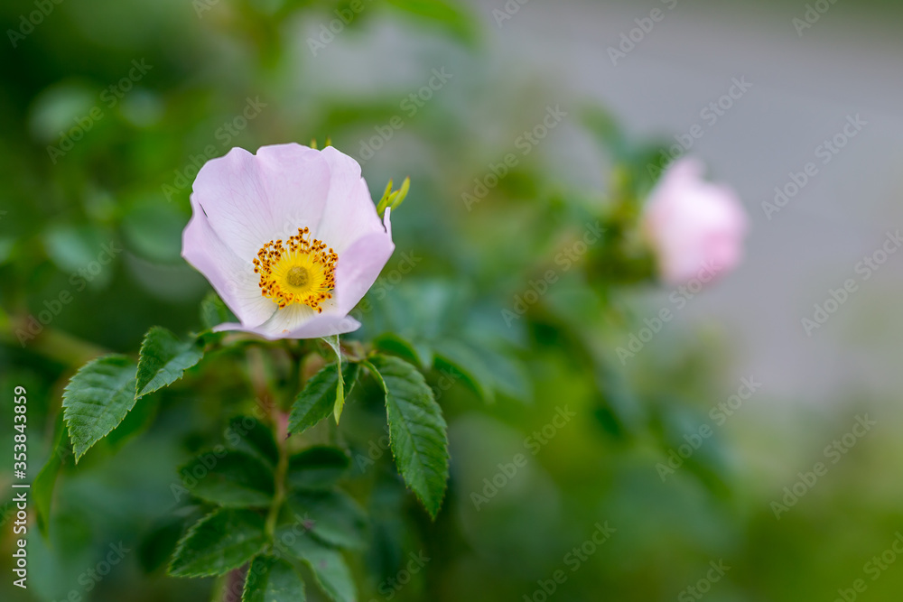 Rosehip flowers close-up on a blurry background. Wild rose Bush in selective focus. Delicate pink spring flowers in the sunlight. Space for text. Fragility and grace Rosehip flowers close-up on a blurry background. Wild rose Bush in selective focus. Delicate pink spring flowers in the sunlight. Space for text. Fragility and grace