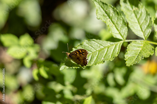 Speckled Wood Butterfly (Pararge aegeria) sitting on a leaf in the spring sunshine © philipbird123