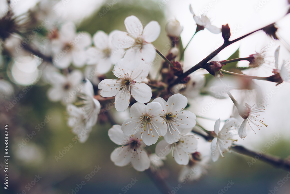 Cherry blossom in soft focus with bokeh effect Cherry blossom in soft focus with bokeh effect
