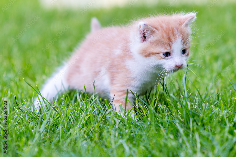 Ginger little kitten close-up on a green grass blurry background in a colorful backyard. Funny domestic animals.