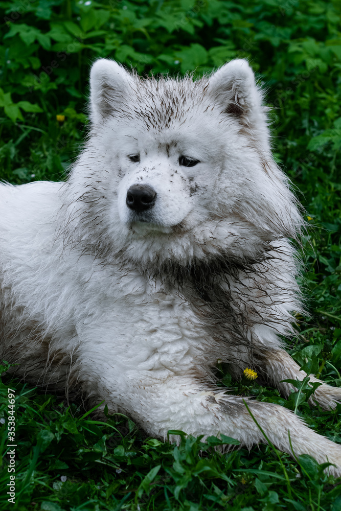 Portrait of a serious looking dirty samoyed dog