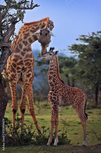 giraffe in the savannah with baby
