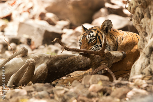 Tigeress (Noor) killing a cheetal photo