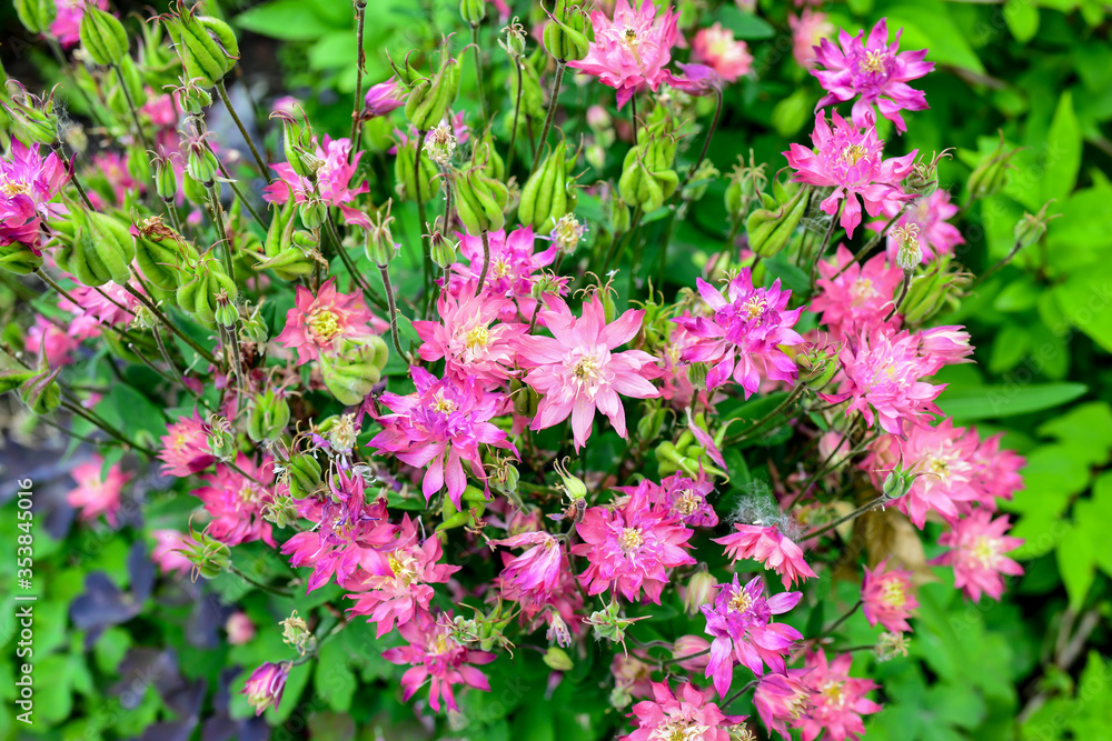 A close-up of lovely pink and purple yellow flowers in Spring in green garden. Sunny spring day.