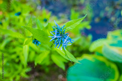 Eastern blue star flower head close up photo