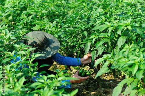 Farmer picking green pepper at vegetable garden © lzf