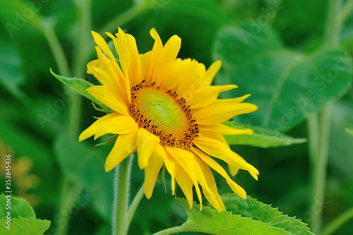 Closeup of beautiful sunflower blooming at garden