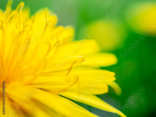 Selective focus on the stamens of a yellow dandelion. Golden petals with particles of yellow pollen. Macrophoto. Heavily blurred abstract background.