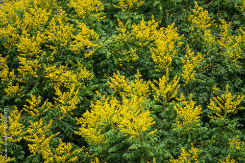 Mimosa flowers branches. Acacia derwentii with yellow flowers. photo