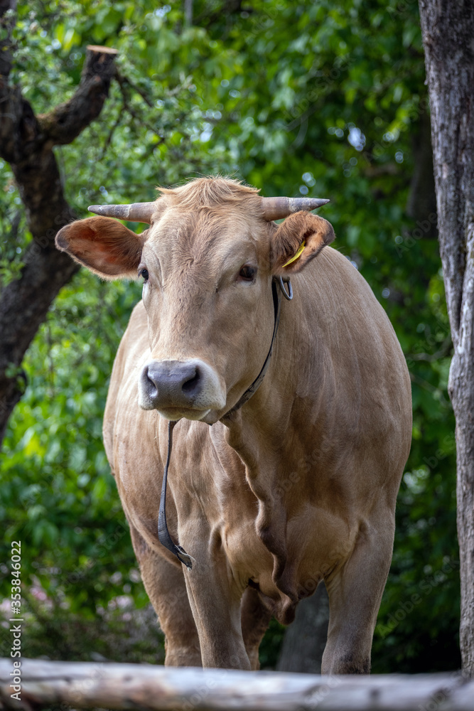 Hübsches junges Rind mit Hörnern und Lederriemen um den Hals Hübsches junges Rind mit Hörnern und Lederriemen um den Hals