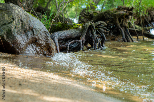 木の根と水辺
