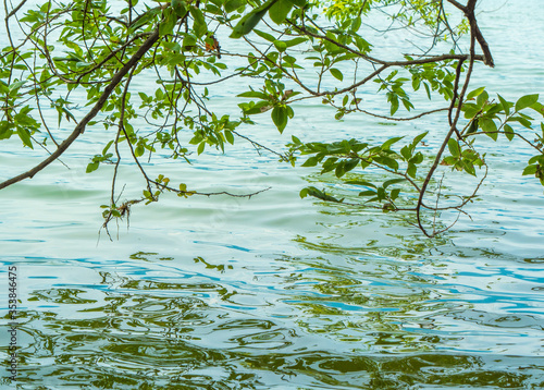 水面に反射する木