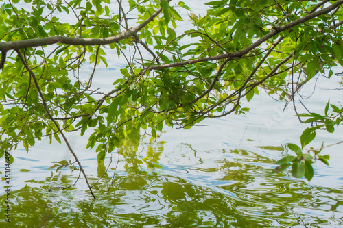 水面に反射する木