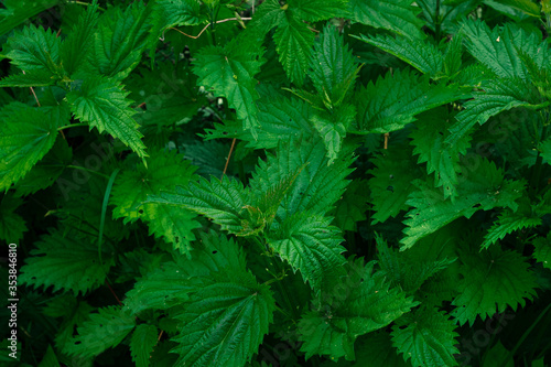 Green nettles shrub. Natural background. Closeup view