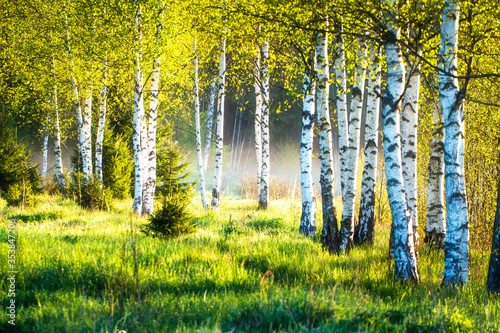 Stampa su tela Summer nature. Birch forest landscape. Scenic background.